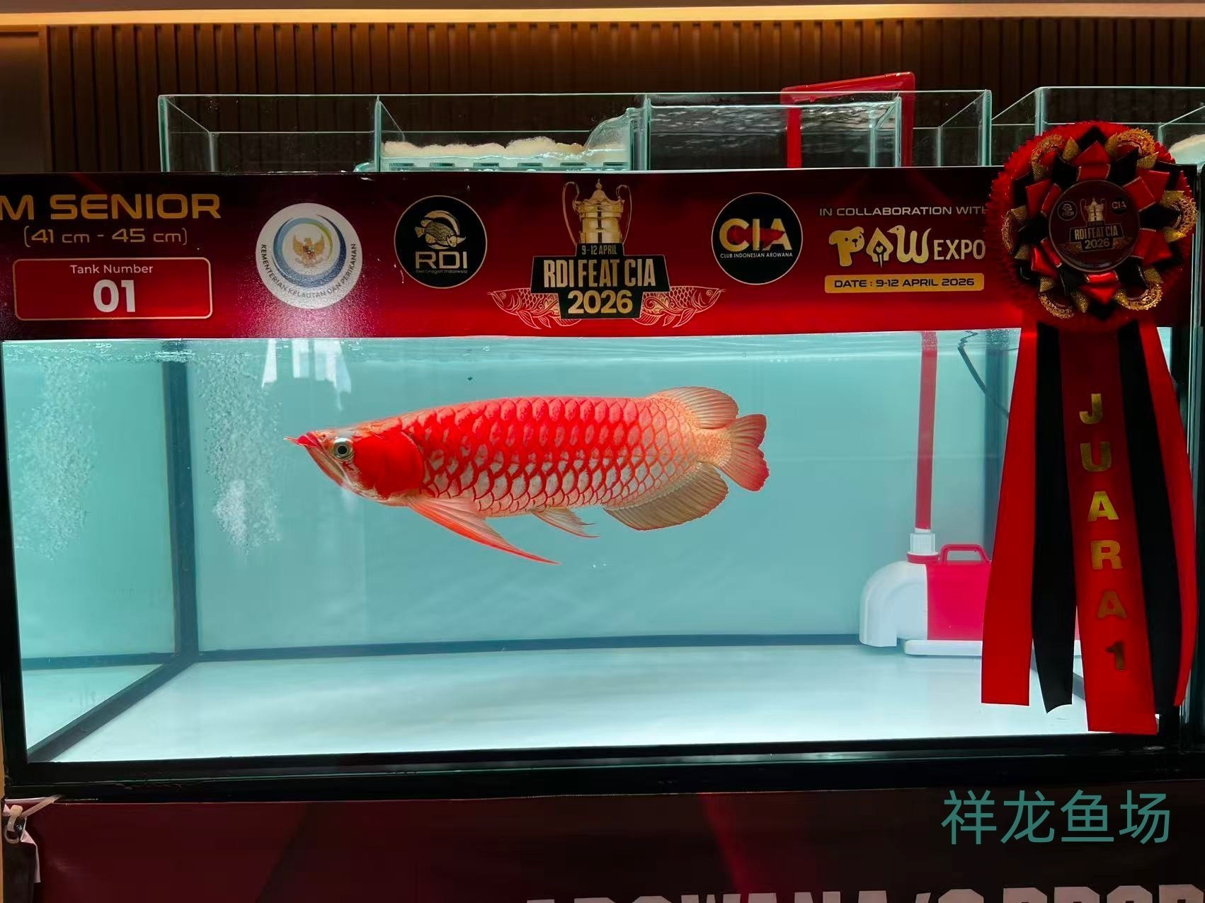 2026 RDI FEAT CIA印尼紅龍魚大賽參賽魚只鑒賞，2026rdifeatcia印尼紅龍魚大賽 2026 RDI FEAT CIA印尼紅龍魚大賽參賽魚只鑒賞，2026rdifeatcia印尼紅龍魚大賽 2025長城杯龍魚大賽 第44張