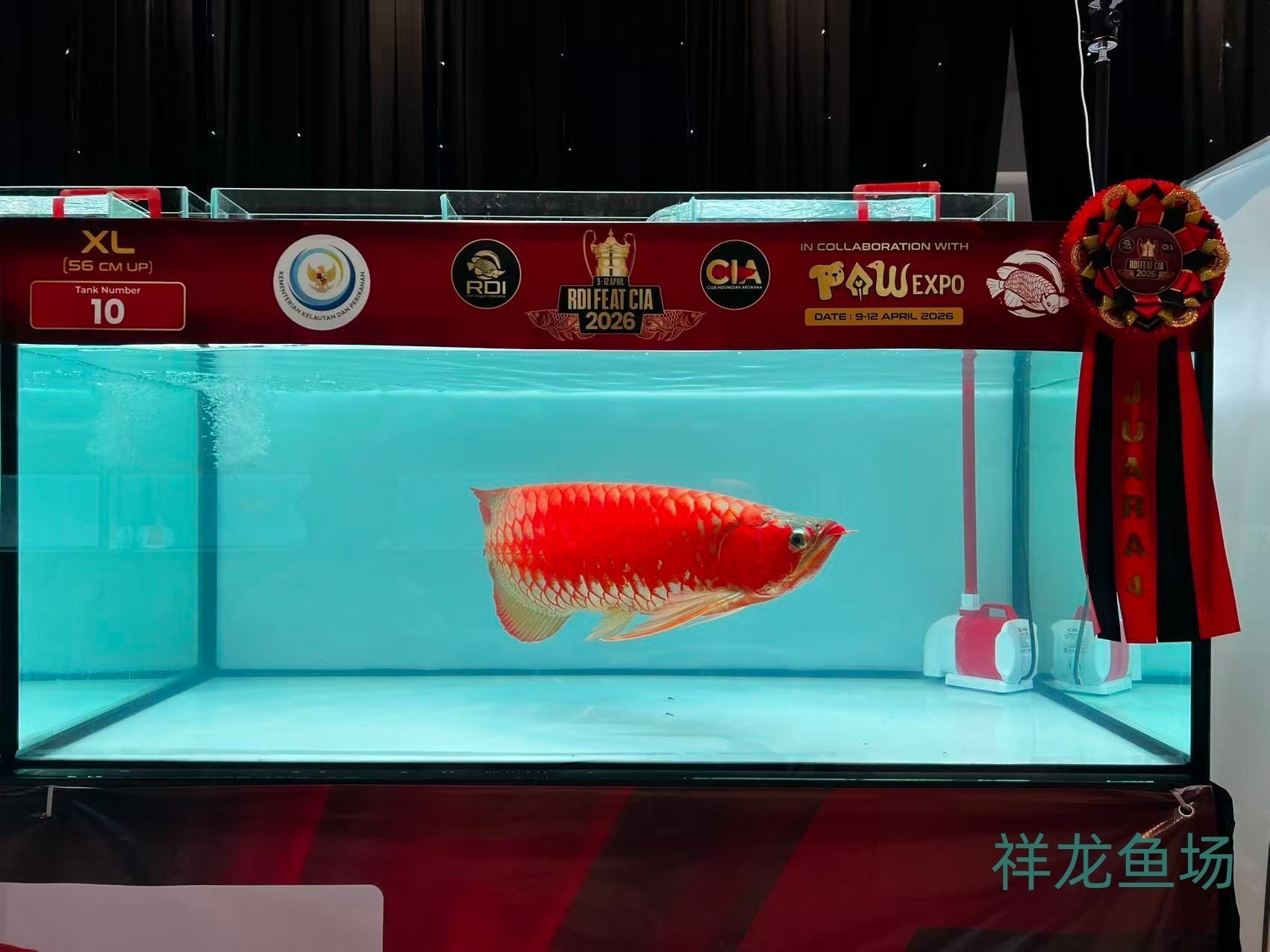 2026 RDI FEAT CIA印尼紅龍魚大賽參賽魚只鑒賞，2026rdifeatcia印尼紅龍魚大賽 2026 RDI FEAT CIA印尼紅龍魚大賽參賽魚只鑒賞，2026rdifeatcia印尼紅龍魚大賽 2025長城杯龍魚大賽 第46張