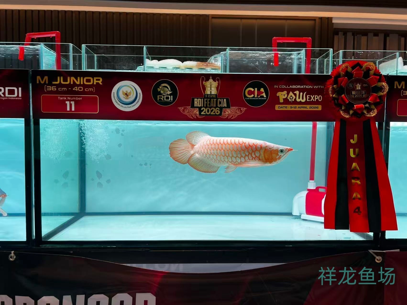 2026 RDI FEAT CIA印尼紅龍魚大賽參賽魚只鑒賞，2026rdifeatcia印尼紅龍魚大賽 2026 RDI FEAT CIA印尼紅龍魚大賽參賽魚只鑒賞，2026rdifeatcia印尼紅龍魚大賽 2025長城杯龍魚大賽 第45張