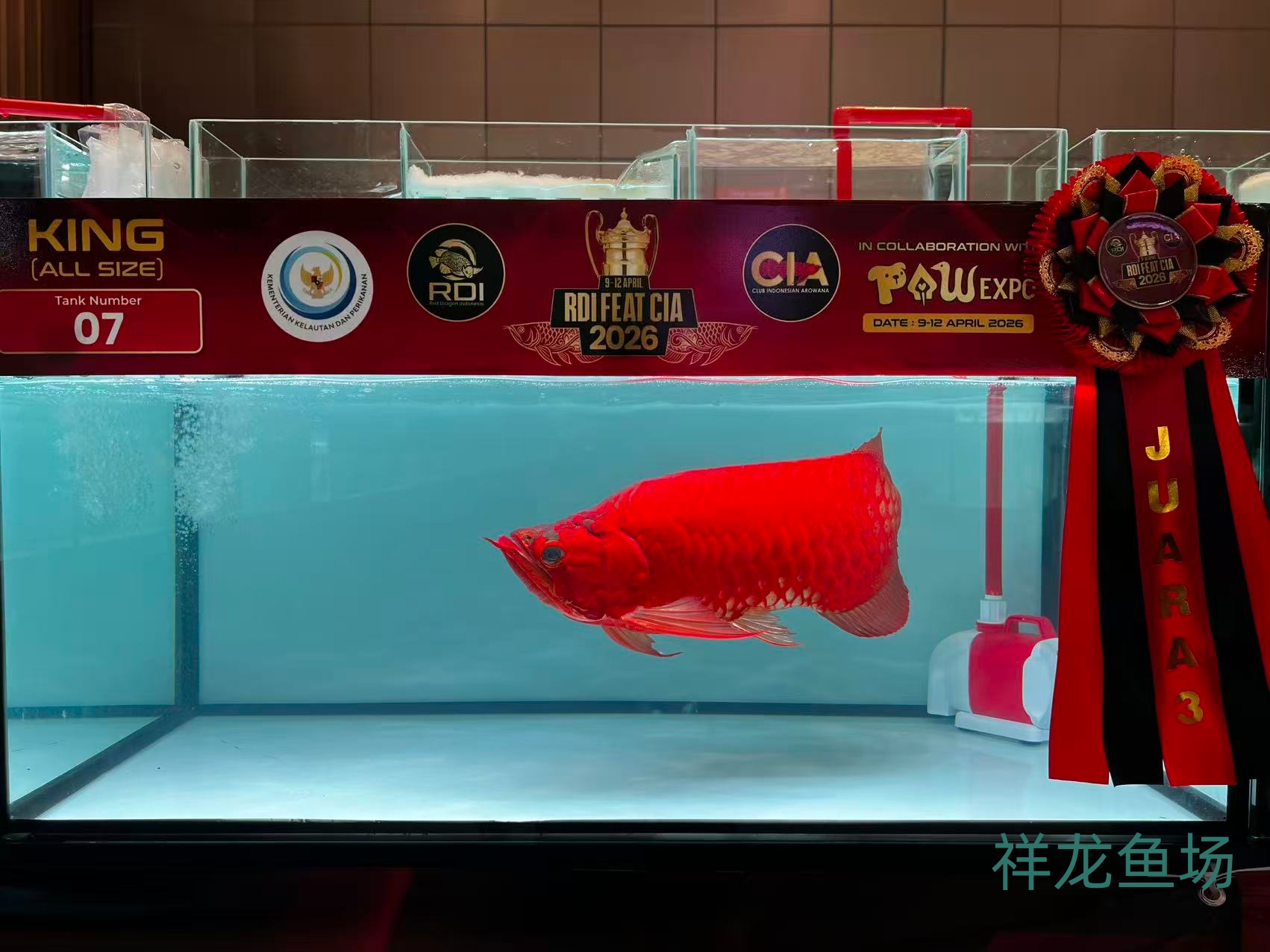 2026 RDI FEAT CIA印尼紅龍魚大賽進(jìn)行中， 祥龍漁場(chǎng)首席執(zhí)行官。黃浚偉擔(dān)任2026 RDI FEAT CIA印尼紅龍魚大賽評(píng)審之一.