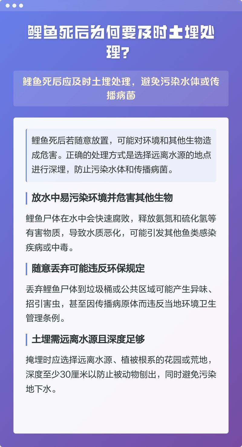 魚死后如何處理，科學(xué)、環(huán)保且兼顧情感的處理方式詳解