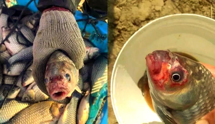 能否提供更多病魚癥狀的圖片，如何判斷魚病種類