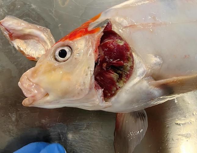 能否提供更多病魚癥狀的圖片，如何判斷魚病種類