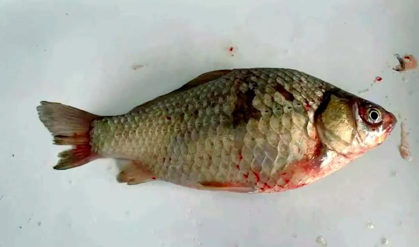 能否提供更多病魚癥狀的圖片，如何判斷魚病種類