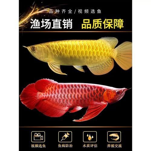 望都龍魚的市場(chǎng)價(jià)格是多少？，望都龍魚市場(chǎng)價(jià)格因規(guī)格、品種和市場(chǎng)需求而異