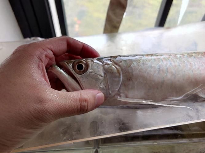 給我一些南譙龍魚的飼養圖片，南譙龍魚的飼養指南 給我一些南譙龍魚的飼養圖片，南譙龍魚的飼養指南 龍魚百科 第4張