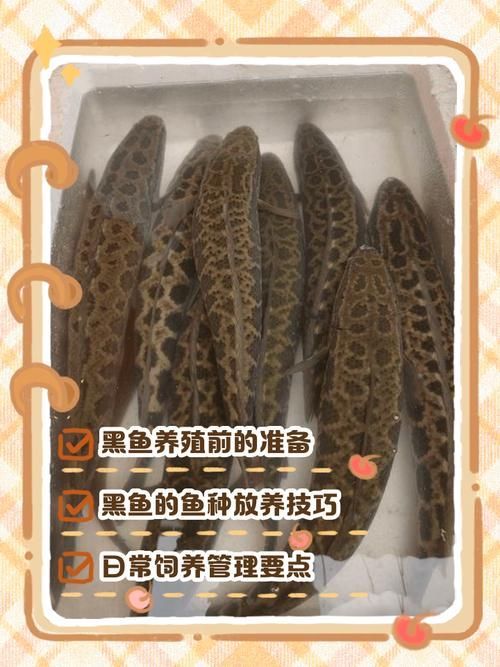 給我一些南譙龍魚的飼養圖片，南譙龍魚的飼養指南 給我一些南譙龍魚的飼養圖片，南譙龍魚的飼養指南 龍魚百科 第10張