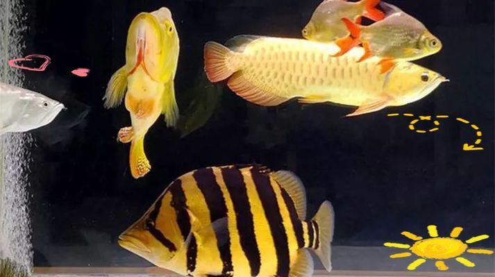 給我一些南譙龍魚的飼養圖片，南譙龍魚的飼養指南 給我一些南譙龍魚的飼養圖片，南譙龍魚的飼養指南 龍魚百科 第15張
