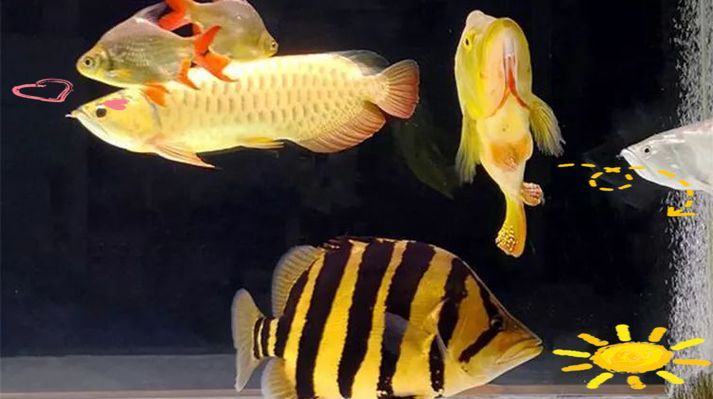 給我一些南譙龍魚的飼養圖片，南譙龍魚的飼養指南 給我一些南譙龍魚的飼養圖片，南譙龍魚的飼養指南 龍魚百科 第13張
