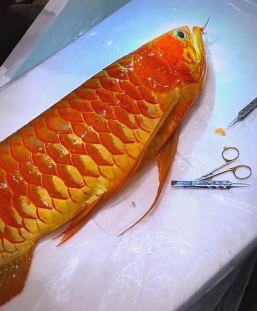 羅湖龍魚的售后服務如何？，羅湖龍魚售后服務