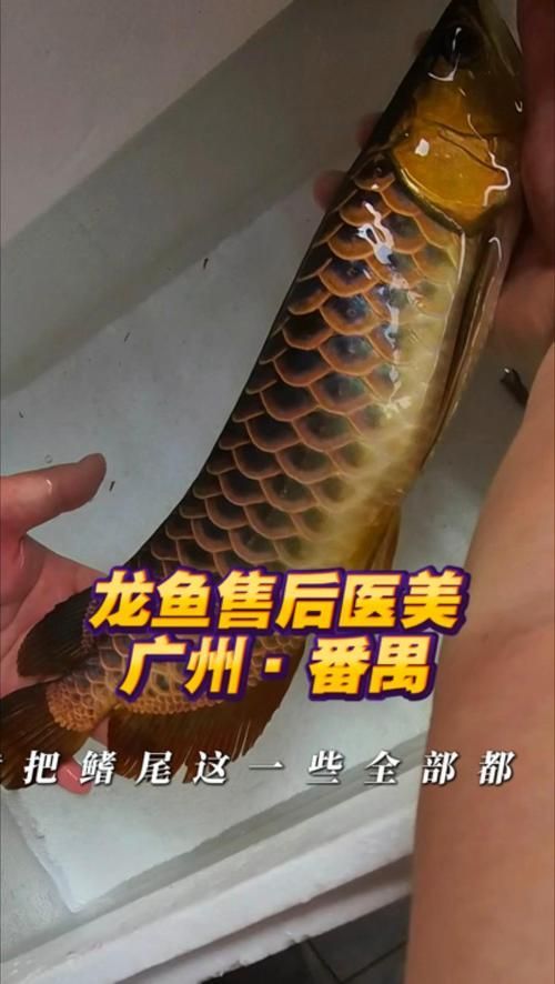羅湖龍魚的售后服務如何？，羅湖龍魚售后服務