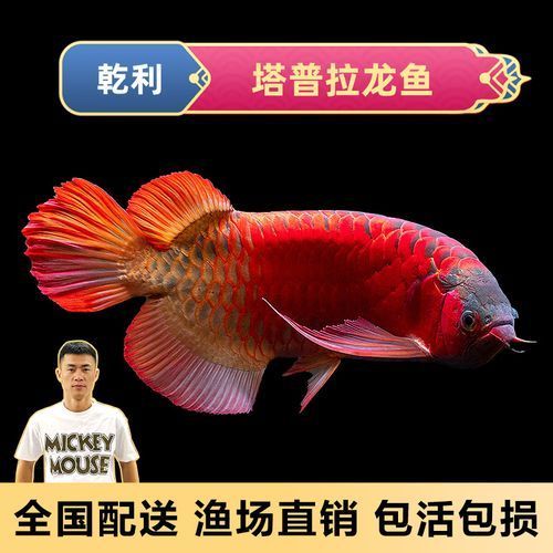 羅湖龍魚的售后服務如何？，羅湖龍魚售后服務