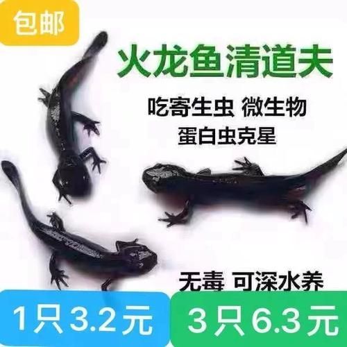 給我一些判斷小火龍蠑螈是否吃飽的圖片，如何判斷小火龍蠑螈是否吃飽