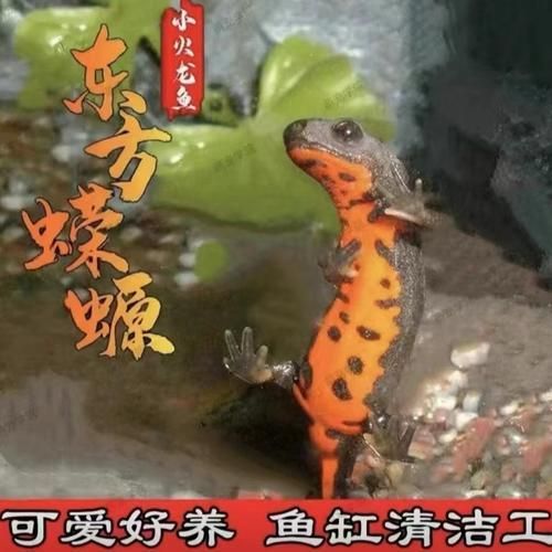 給我一些判斷小火龍蠑螈是否吃飽的圖片，如何判斷小火龍蠑螈是否吃飽