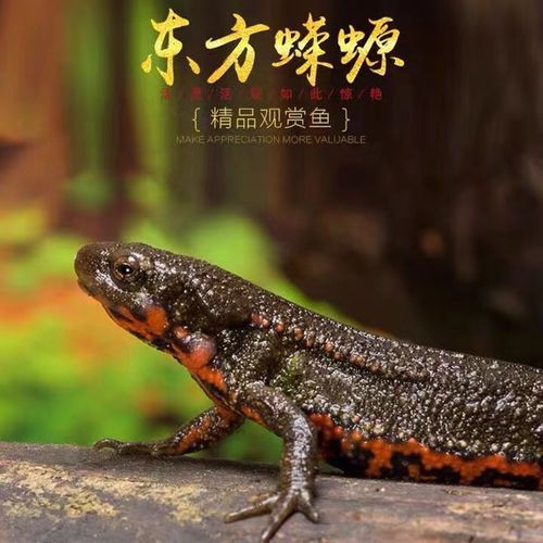 給我一些判斷小火龍蠑螈是否吃飽的圖片，如何判斷小火龍蠑螈是否吃飽