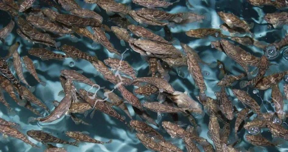 如何判斷魚群是否處于應激狀態(tài)，arxiv論文助手判斷魚群是否處于應激狀態(tài)下的應激狀態(tài)