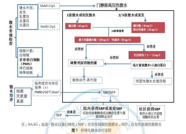 魚腹水如何治療最有效 魚腹水如何治療最有效 龍魚百科 第4張