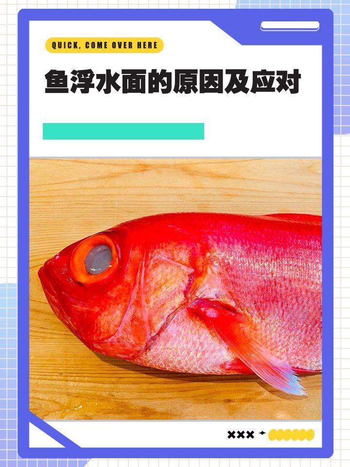 龍魚病在水面漂浮時如何急救？，龍魚水面漂浮急救
