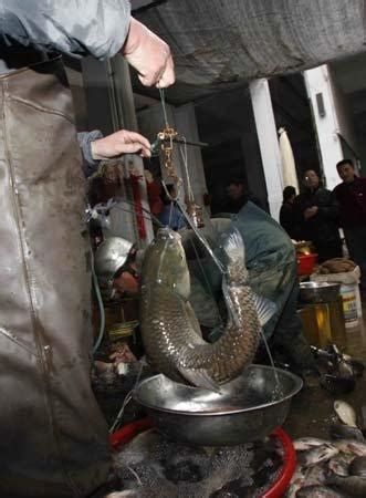 龍魚死亡后應該如何處理才吉利？，龍魚死亡后如何處理才吉利，1000字詳盡處理指南