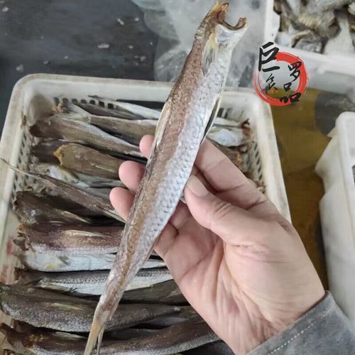 北海葵龍魚的價格是多少？，北海葵龍魚的價格是多少