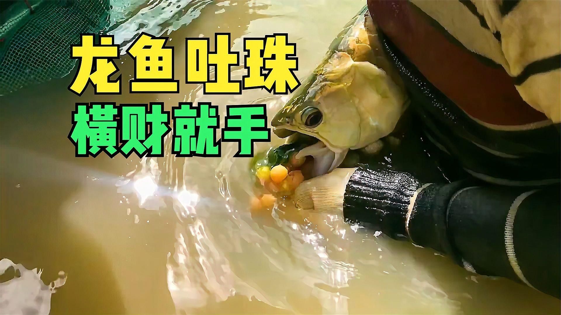 龍魚是風水魚嗎，龍魚是風水魚嗎？