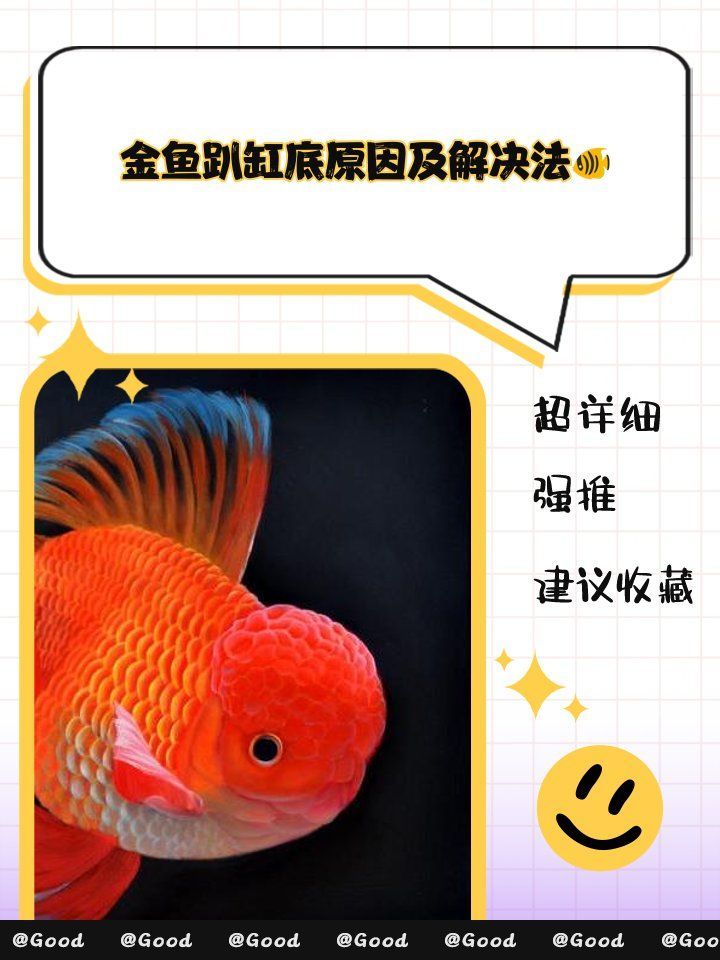 金魚趴缸底多久會死，金魚趴缸底不愛游動怎么回事