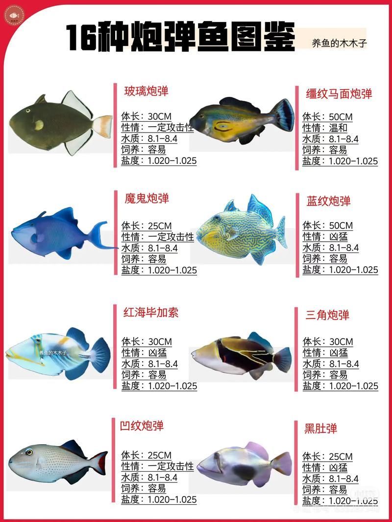如何辨別大港龍魚的真假？