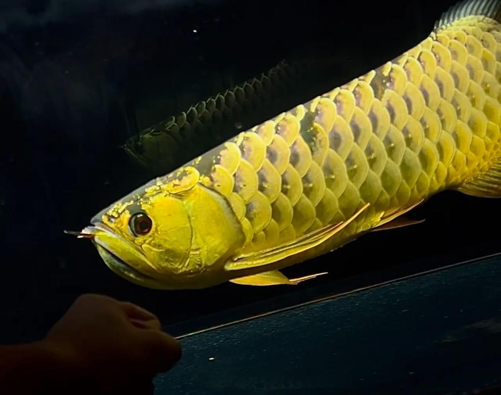 如何辨別大港龍魚的真假？