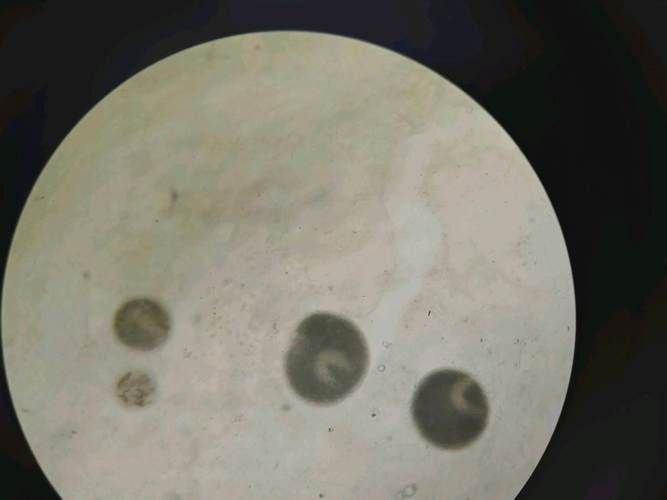 如何預防魚類疾病，如何科學預防魚類疾病