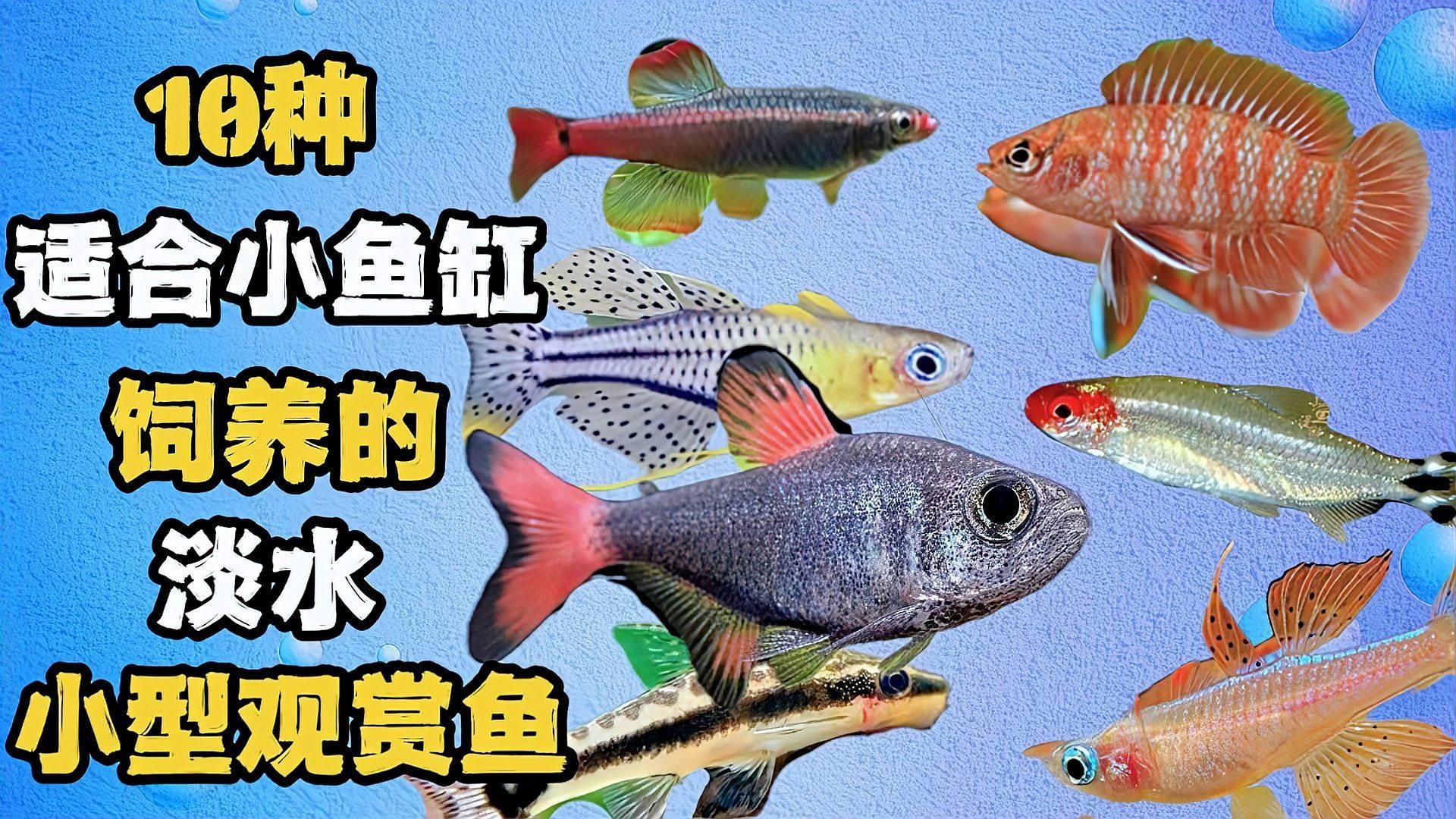 有哪些適合小魚缸的魚類，小型小魚缸養護指南