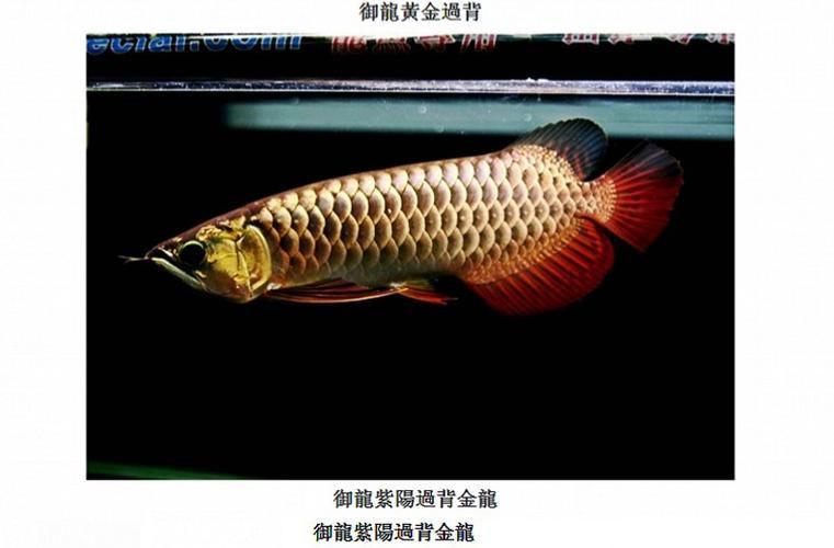 有哪些品牌過背金龍魚燈推薦，有哪些品牌過背金龍魚燈推薦調用工具