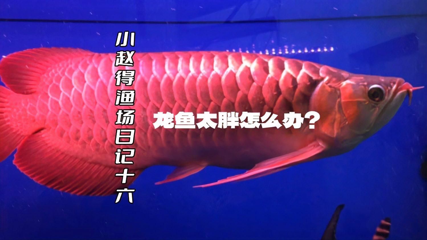 龍魚(yú)吃胖了如何調(diào)整喂食量？，龍魚(yú)吃胖了會(huì)影響體型美觀，龍魚(yú)減肥期喂食計(jì)劃表
