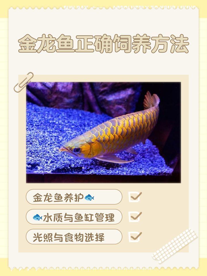 過背金龍魚的飼養技巧有哪些，過背金龍魚的飼養技巧