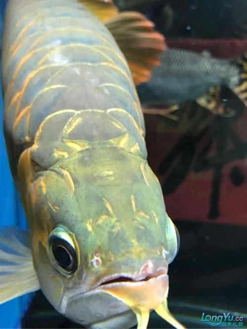 如何判斷龍魚嘴是否撞傷嚴重？，如何判斷龍魚嘴部撞傷