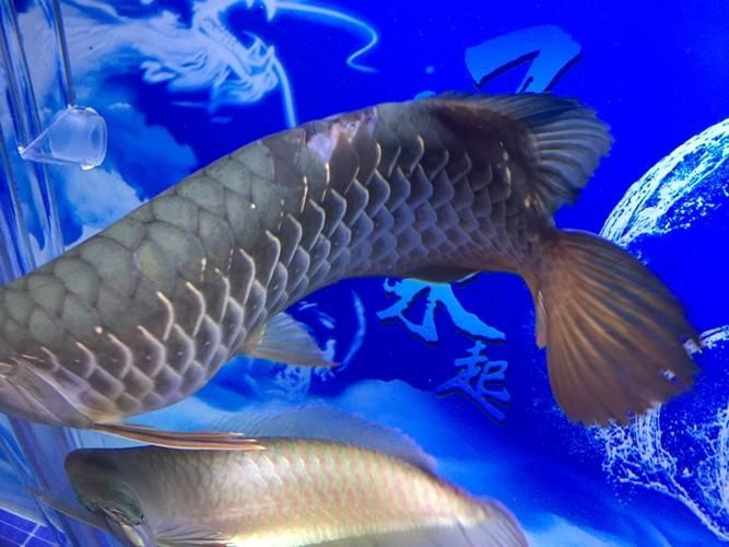 如何判斷龍魚嘴是否撞傷嚴重？，如何判斷龍魚嘴部撞傷