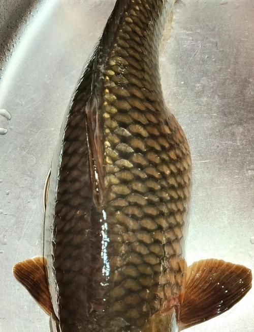 如何預防魚炸鱗，預防魚炸鱗的方法