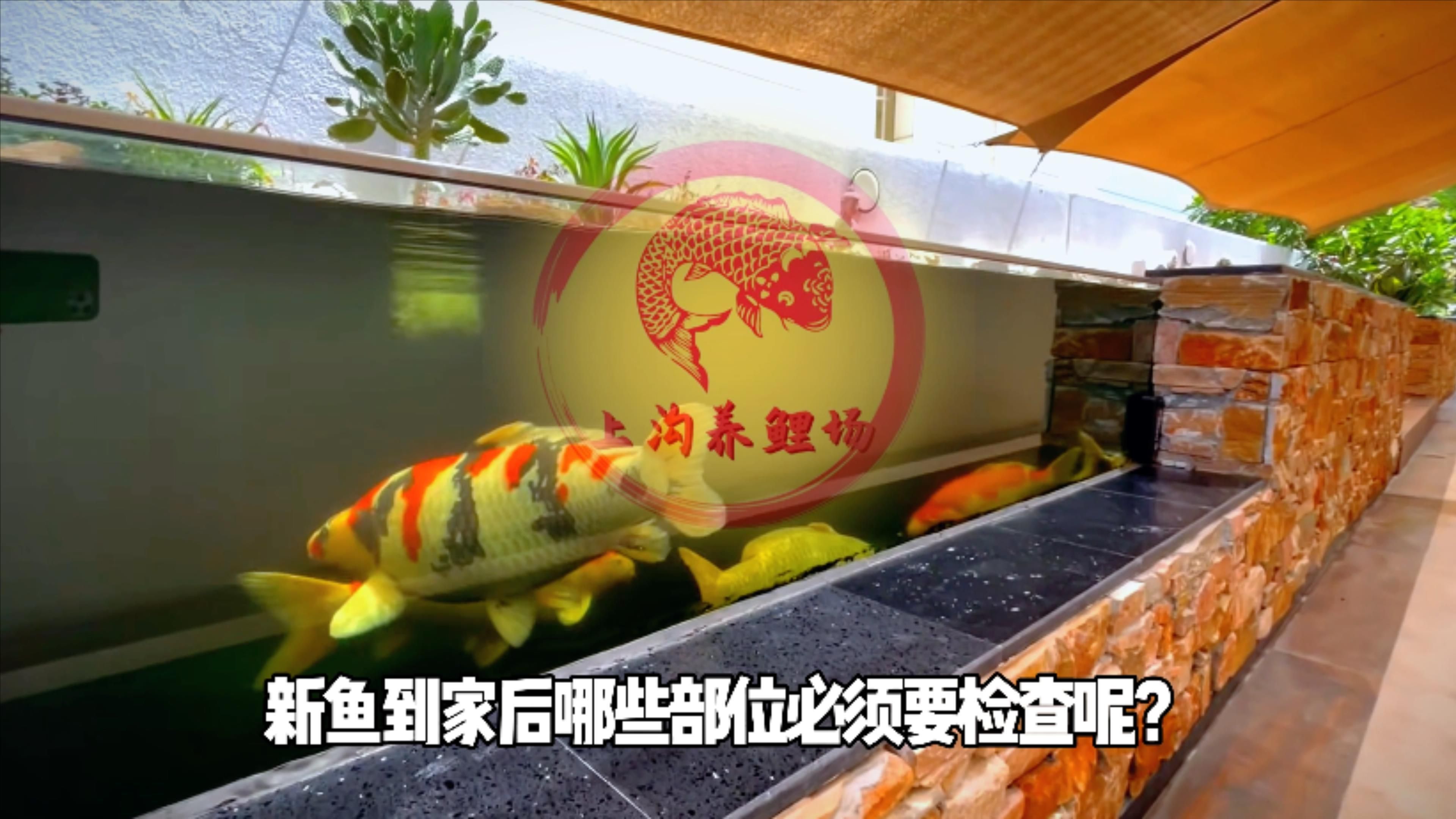 如何判斷新魚是否健康，判斷新魚是否健康是養魚愛好者和寵物主人關心的問題