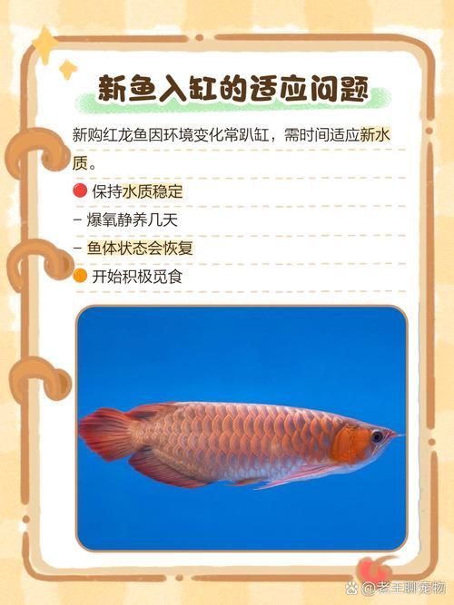 有哪些視頻教程可以演示龍魚趴缸恢復方法？，龍魚趴缸恢復教程