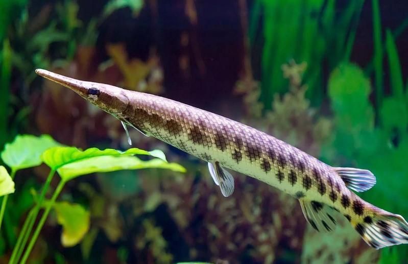 滁州龍魚和雀鱔有何區(qū)別，滁州龍魚與雀鱔有何區(qū)別？