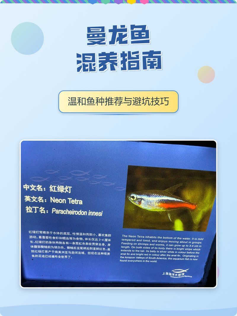 曼龍魚的最佳混養(yǎng)伙伴有哪些，曼龍魚混養(yǎng)指南