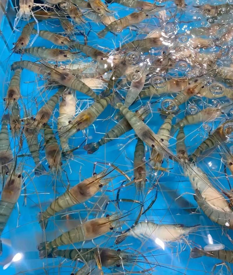 有哪些食物對龍魚真菌病有益