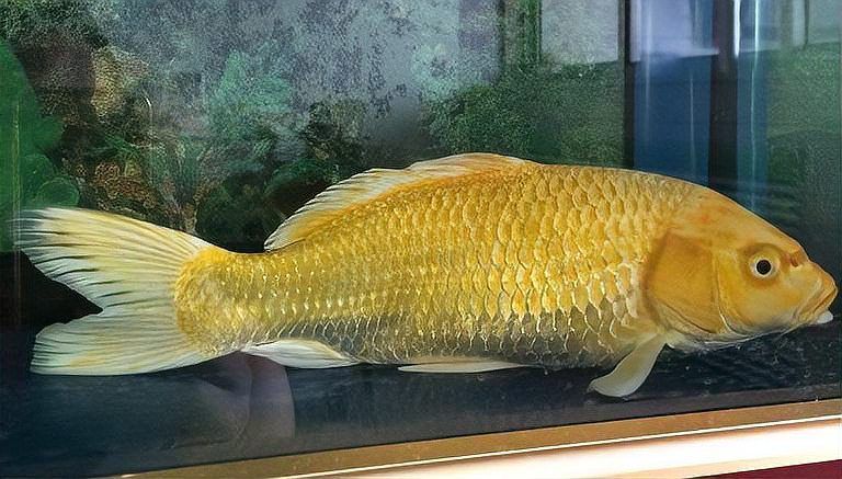如何判斷龍魚是否因水質波動而趴缸？，如何判斷龍魚因水質波動而趴缸？