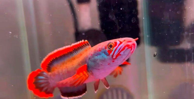 如何改善彩虹雷龍魚的水質，如何改善彩虹雷龍魚水質