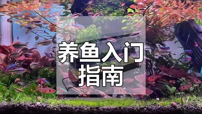 家庭養魚需要哪些設備，家庭養魚需要哪些設備，家庭養魚需要哪些注意事項？