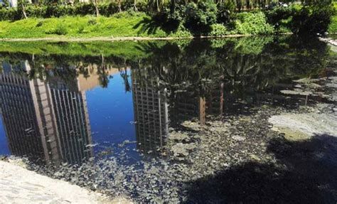 龍魚變黑后需要換幾次水？