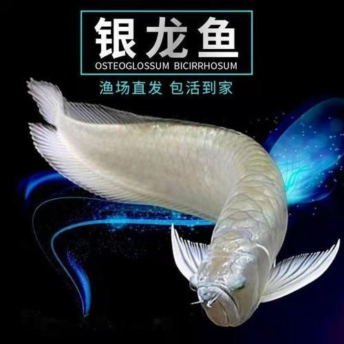 廣州龍魚市場的價格如何?,廣州龍魚市場主流品種價格對照表 龍魚百科 第4張 廣州龍魚市場的價格如何?,廣州龍魚市場主流品種價格對照表 廣州龍魚市場的價格如何?,廣州龍魚市場主流品種價格對照表 龍魚百科 第4張