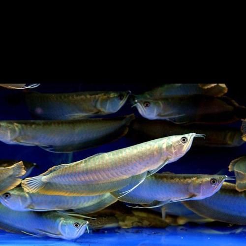 廣州龍魚市場的價格如何？，廣州龍魚市場主流品種價格對照表