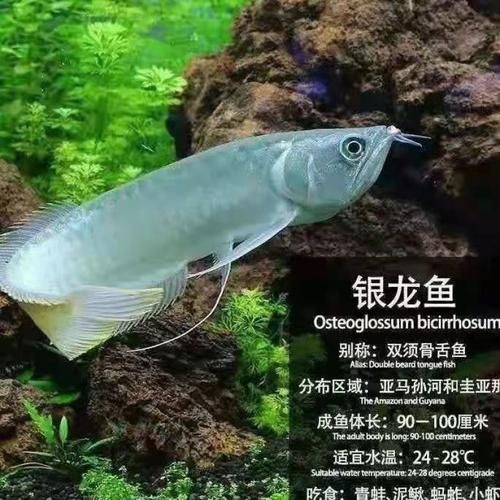廣州龍魚市場的價格如何?,廣州龍魚市場主流品種價格對照表 龍魚百科 第2張 廣州龍魚市場的價格如何?,廣州龍魚市場主流品種價格對照表 廣州龍魚市場的價格如何?,廣州龍魚市場主流品種價格對照表 龍魚百科 第2張
