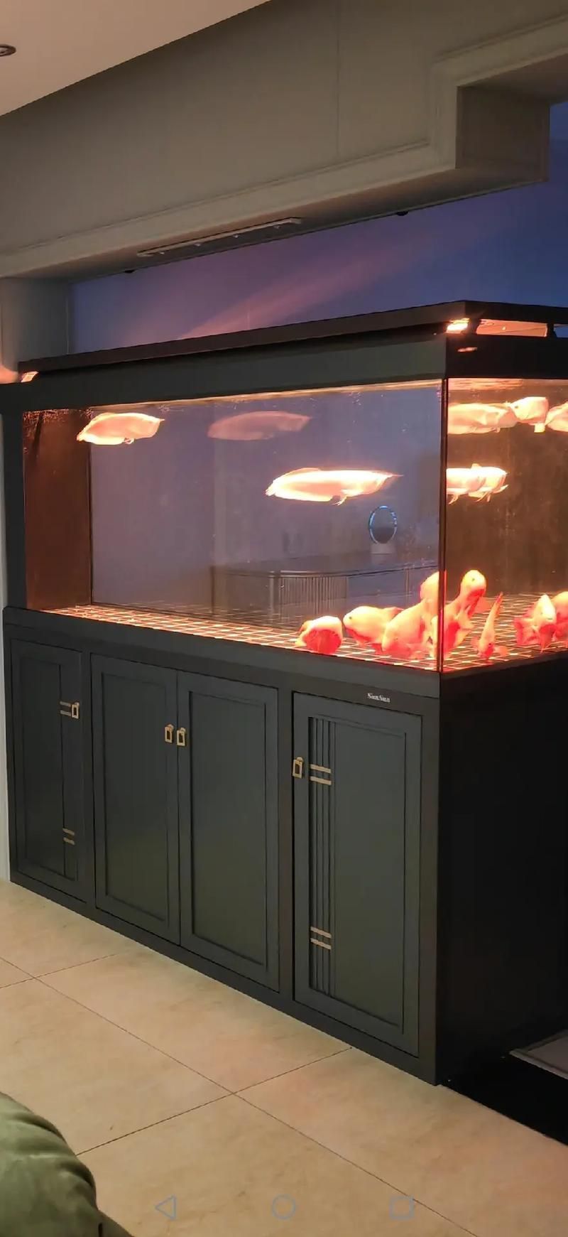 森森和閩江哪個品牌的龍魚魚缸更好？，森森和閩江哪個品牌更好？ 森森和閩江哪個品牌的龍魚魚缸更好？，森森和閩江哪個品牌更好？ 龍魚百科 第2張