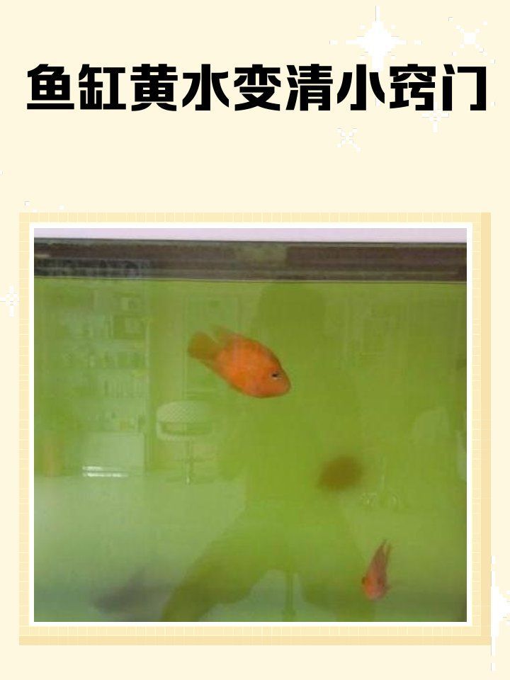 如何改善立達金龍魚的水質，如何改善立達金龍魚水質 如何改善立達金龍魚的水質，如何改善立達金龍魚水質 龍魚百科 第6張